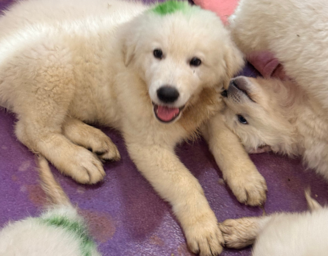 1354664220 Available Maremma Puppies
