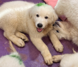 Pippin & Marisa Litter 5/26