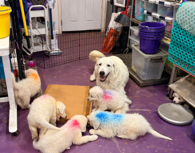 Available Maremma Puppies