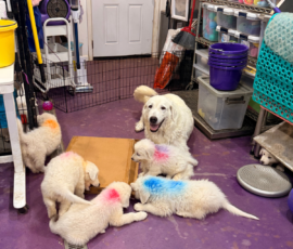 Pippin & Electra Litter 5/26