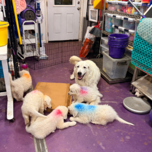 3284051905 Inside Our Maremma Puppy Program