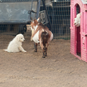 1639376072 Inside Our Maremma Puppy Program