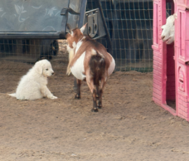 Pippin & Marisa Litter 5/26