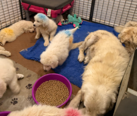 Pippin & Marisa Litter 5/26