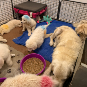 4090440534 Inside Our Maremma Puppy Program