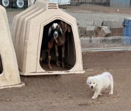 Pippin & Marisa Litter 5/26