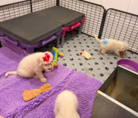 Pippin & Marisa Litter 5/26