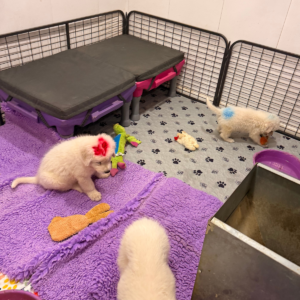618869690 Inside Our Maremma Puppy Program