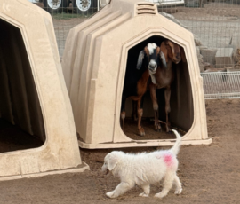Pippin & Marisa Litter 5/26