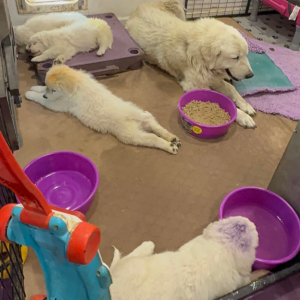 1217307421 Inside Our Maremma Puppy Program