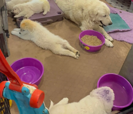 Pippin & Marisa Litter 5/26