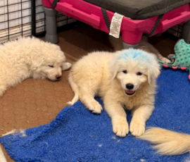 Pippin & Marisa Litter 5/26