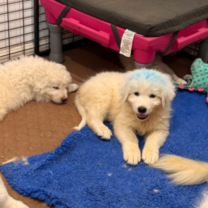 2964386796 Inside Our Maremma Puppy Program