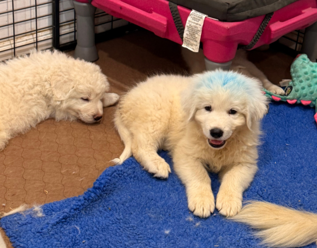 4058947322 Available Maremma Puppies