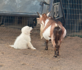Pippin & Marisa Litter 5/26
