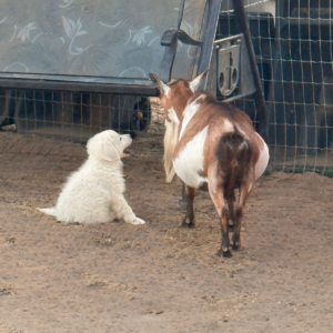 295468703 Inside Our Maremma Puppy Program