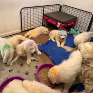 1748774938 Inside Our Maremma Puppy Program