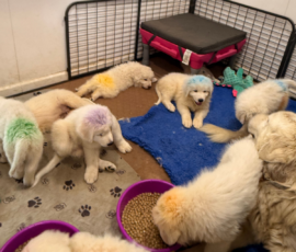 Pippin & Marisa Litter 5/26