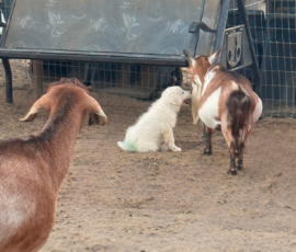 Pippin & Marisa Litter 5/26