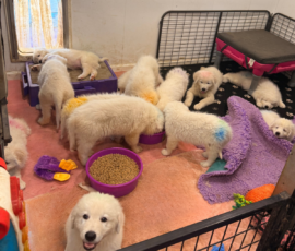 Pippin & Marisa Litter 5/26