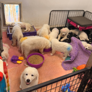 4286615557 Inside Our Maremma Puppy Program