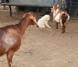 Pippin & Marisa Litter 5/26