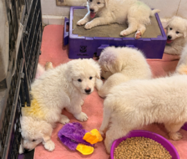 Pippin & Nova Litter 5/26