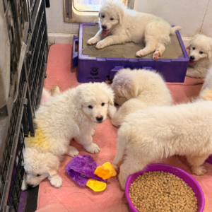 3595536618 Inside Our Maremma Puppy Program