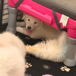 3382804452 Inside Our Maremma Puppy Program