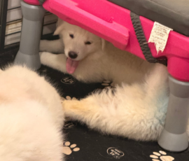 Pippin & Nova Litter 5/26