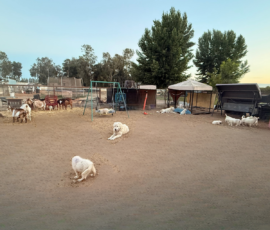 Pippin & Marisa Litter 5/26