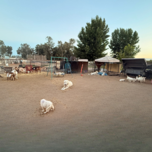3666343129 Inside Our Maremma Puppy Program
