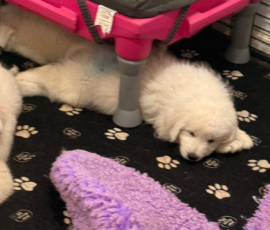 Pippin & Nova Litter 5/26