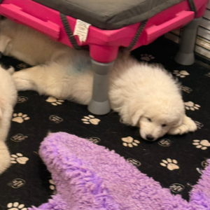 2500867680 Inside Our Maremma Puppy Program