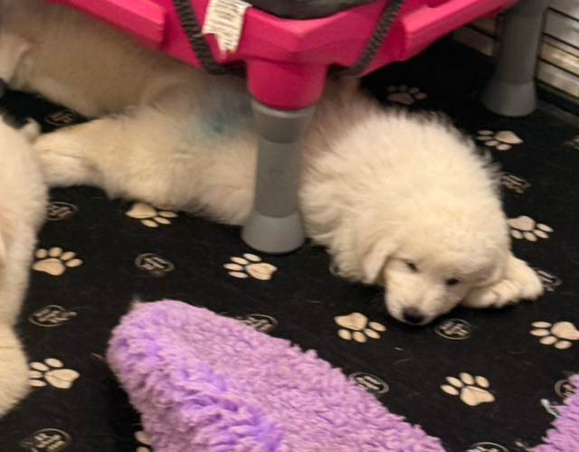 3526607574 Available Maremma Puppies