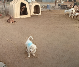 Pippin & Marisa Litter 5/26