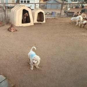 3535474644 Inside Our Maremma Puppy Program