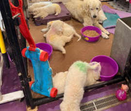 Pippin & Marisa Litter 5/26