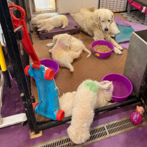 3478931750 Inside Our Maremma Puppy Program