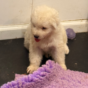 1421247633 Inside Our Maremma Puppy Program