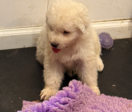 Pippin & Nova Litter 5/26