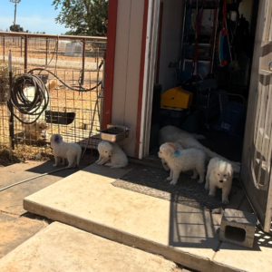 2350957634 Inside Our Maremma Puppy Program