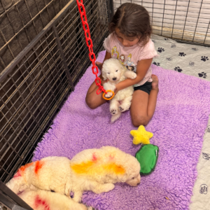 4099588932 Inside Our Maremma Puppy Program