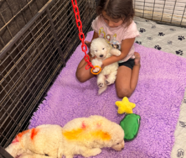Pippin & Electra Litter 5/26