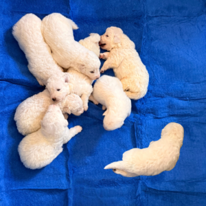 1044844232 Inside Our Maremma Puppy Program
