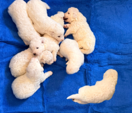 Pippin & Nova Litter 5/26