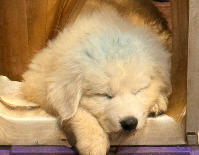 3482180227 Available Maremma Puppies