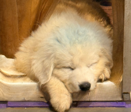 Pippin & Marisa Litter 5/26