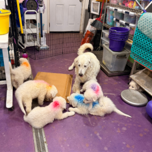 24062359 Inside Our Maremma Puppy Program
