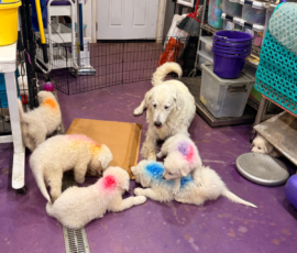 Pippin & Electra Litter 5/26